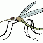moustique